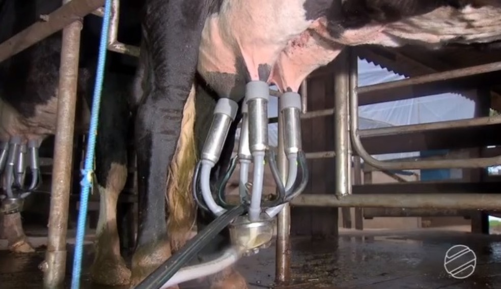 Produção de leite cai em MS nos primeiros meses de 2019  — Foto: TV Morena/Reprodução