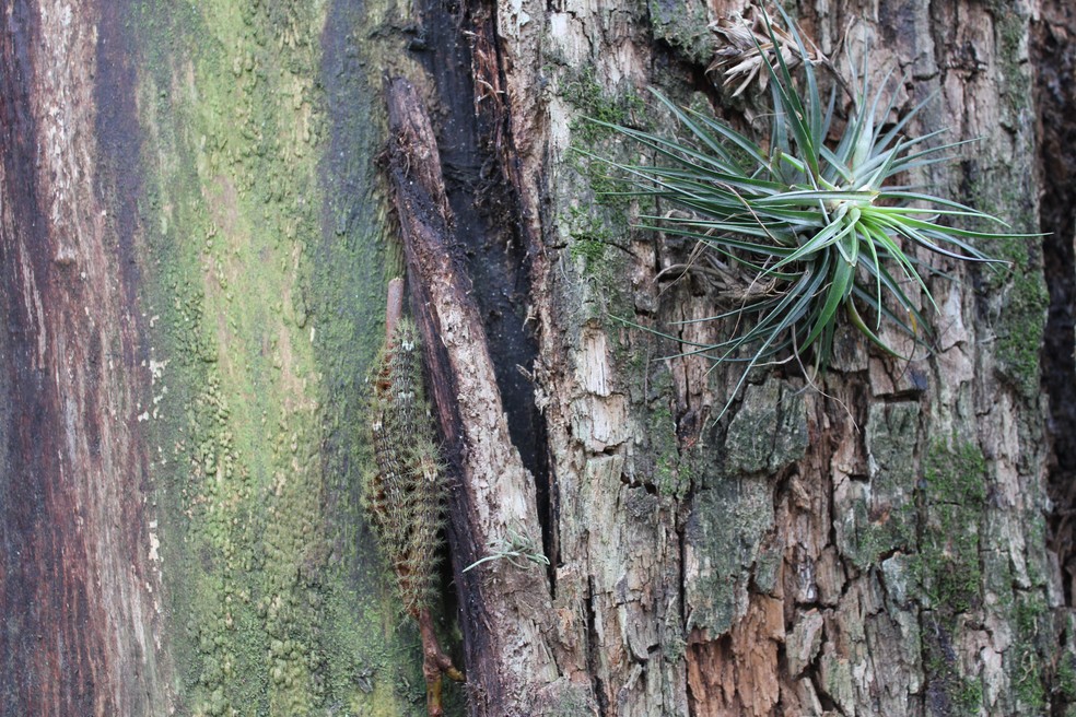 Taturana é quase imperceptível em tronco de árvore — Foto: Divulgação Instituto Butantan