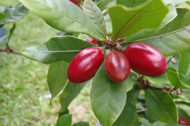 Frutíferas na varanda: 8 espécies que você pode cultivar em vasos (Foto: Divulgação/Ciprest Viveiro)