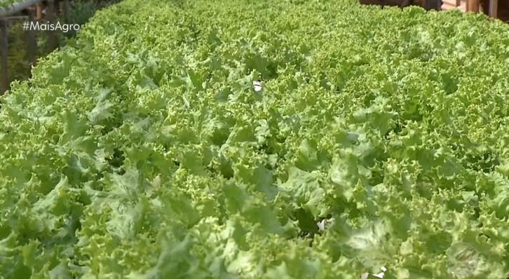 Período chuvoso dificulta a plantação de hortaliças em MT e seca pode aumentar a produção em 30% 