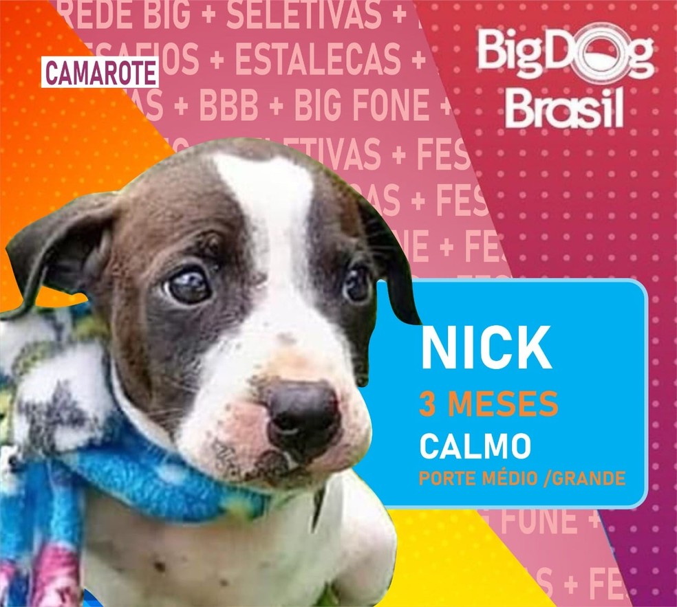 Cães participam do Big Dog Brasil, em Pinhais — Foto: Divulgação/Prefeitura de Pinhais