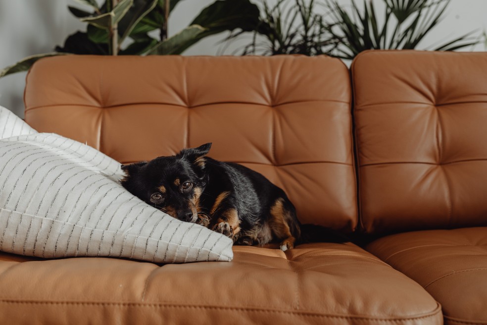 Animais podem demonstrar que estão sofrendo com ansiedade ou depressão — Foto: Karolina Grabowska/Pexels