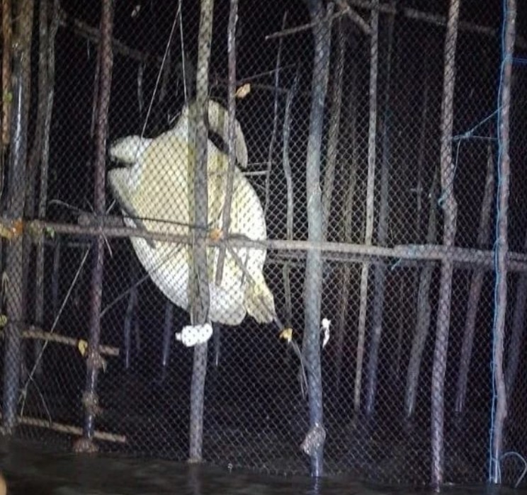 Tartaruga é amarrada e morre em curral de pesca em Maracanã, no Pará