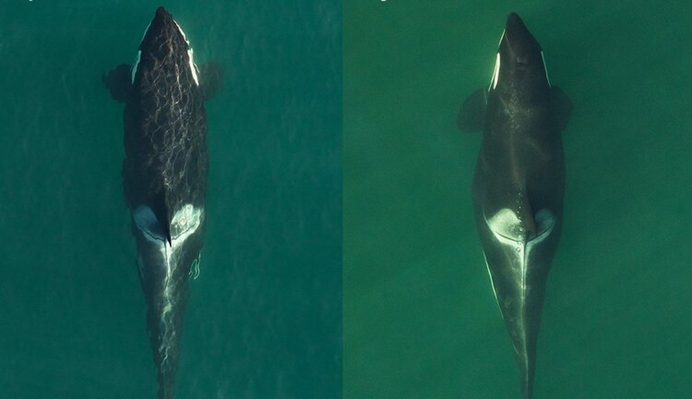 Duas fotos tiradas por pesquisadores da Southall Environmental Associates (SEA) registram a mudança no corpo da orca entre setembro de 2019 (esquerda) e julho de 2020 (direita), que indicam fase final de sua gravidez — Foto: Divulgação/Southall Environmental Associates