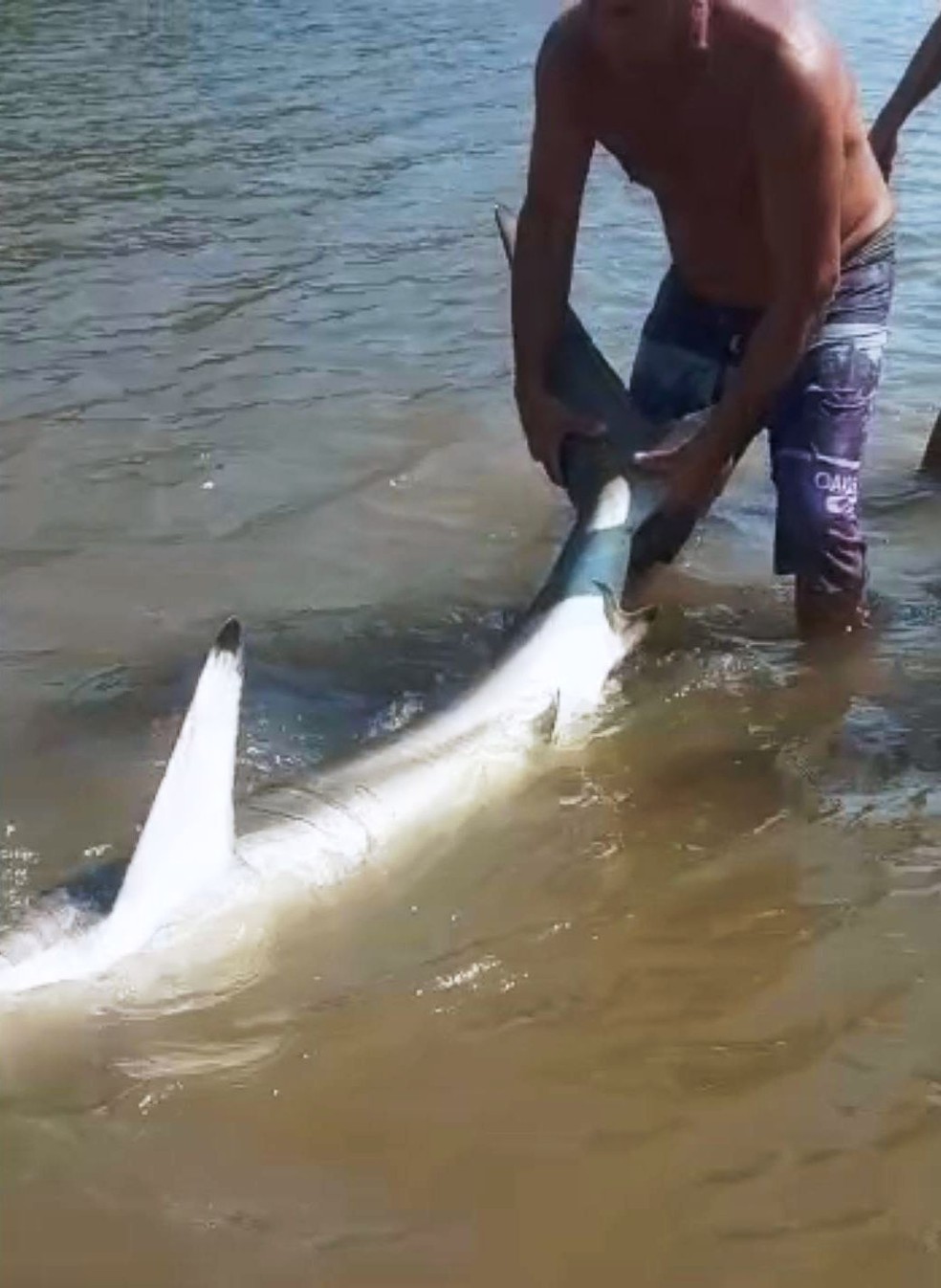Homem tenta pegar tubarão em Itanhaém, SP — Foto: Reprodução