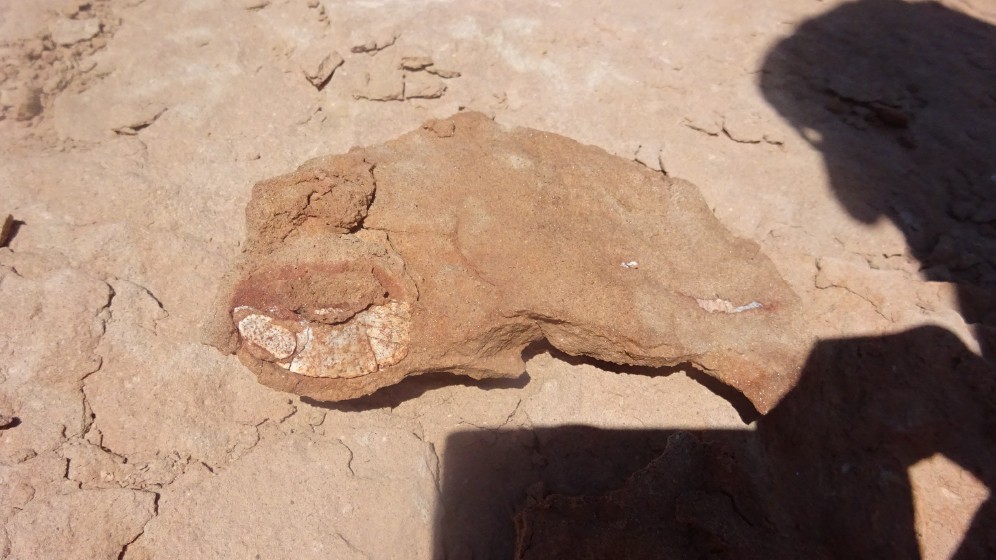 Fragmento fossilizado de ossos dérmicos que davam proteção de 'escudo' ao dinossauro Jakapil kaniukura (Foto: Facundo Riguetti)