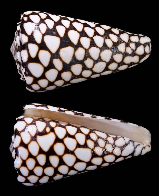 Conus marmoreus (Foto: Didier Descouens / Wikimedia Commons / CreativeCommons)