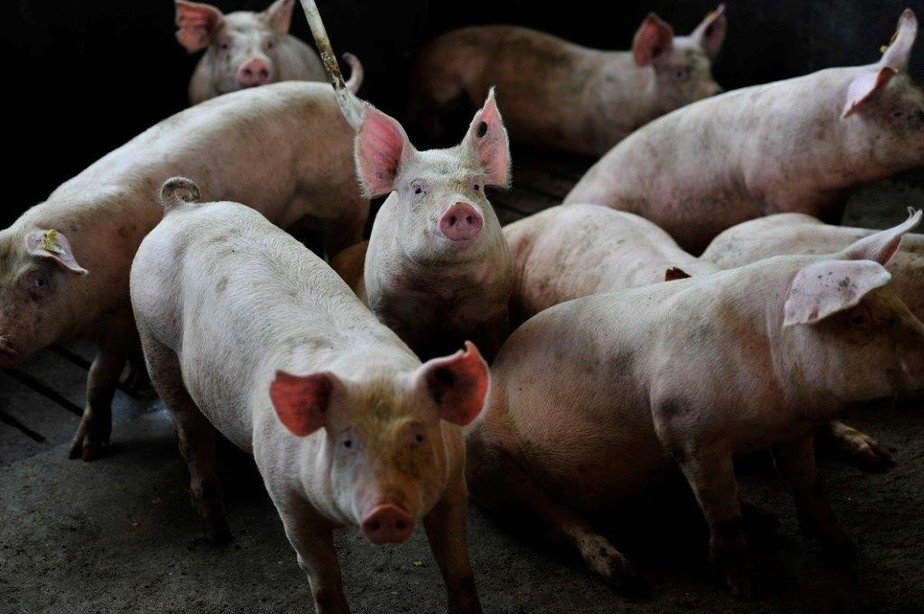 Cooperativa inaugurou as exportações brasileiras de carne suína para o Canadá, abertas no ano passado