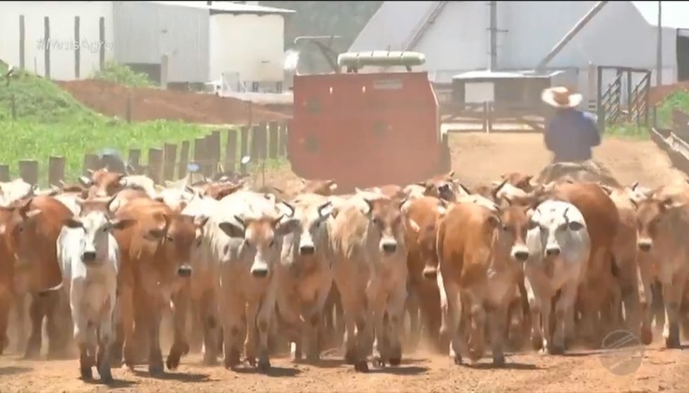 No confinamento tradicional, o custo da engorda por arroba &eacute; de R$ 240 em m&eacute;dia. Nesse projeto, a estimativa &eacute; que o valor seja de R$ 158 por arroba &mdash; Foto: Mais Agro 