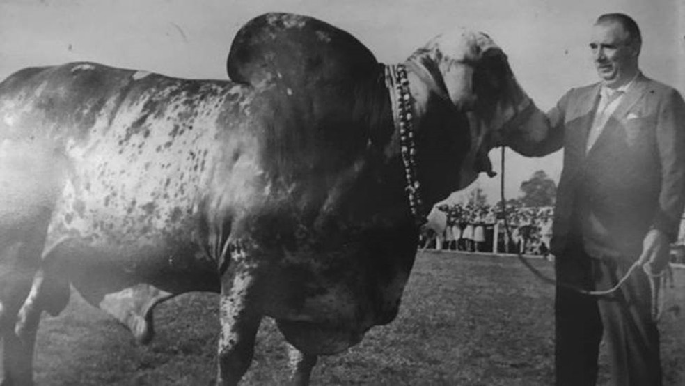 Cid com o touro Krishna-Sakina, o Krishninha, um dos maiores reprodutores da história da pecuária nacional (Foto: BBC)