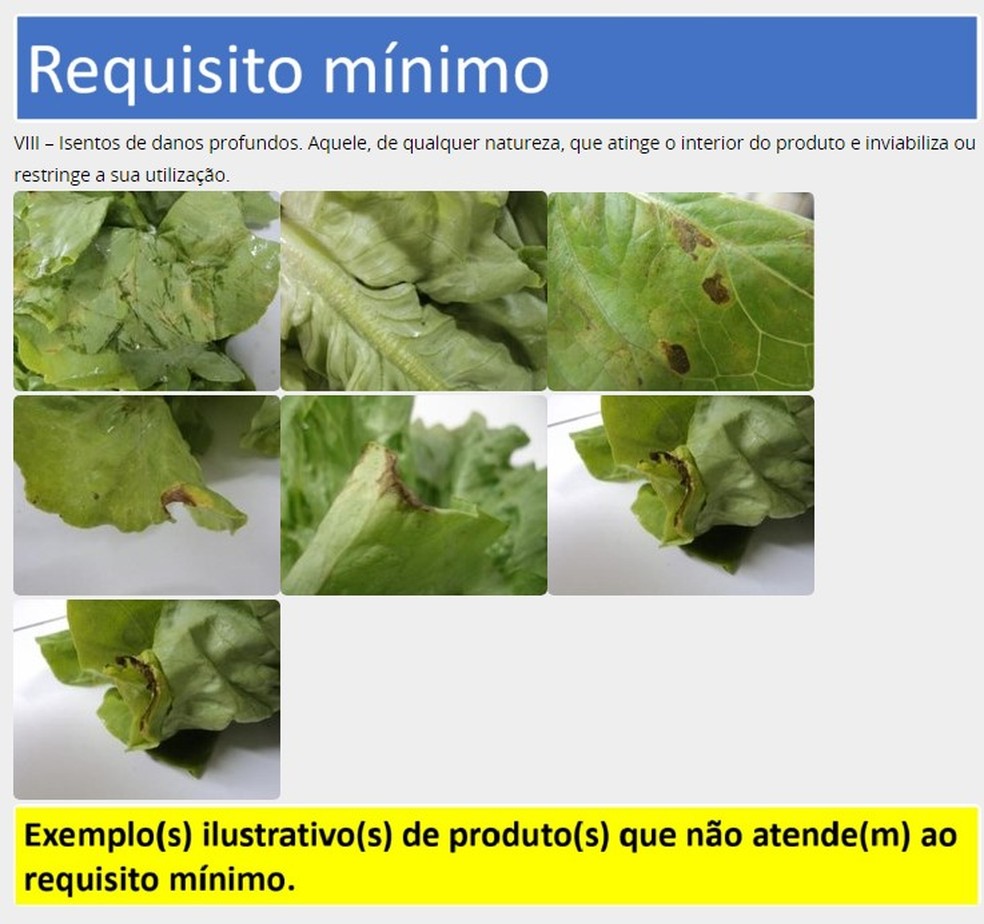 Exemplo de alface que não atende aos requisitos mínimos do Ministério da Agricultura — Foto: Reprodução/Ministério da Agricultura