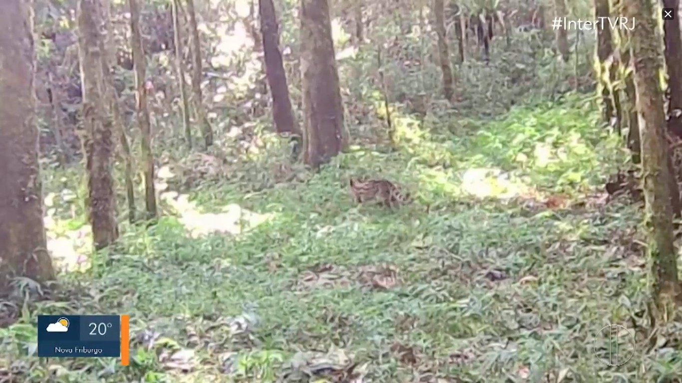 Câmeras registram mamãe e filhote de gato-do-mato em Nova Friburgo