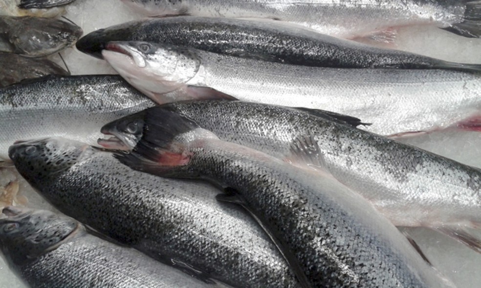 Peixes:  exportaÃ§Ã£o de pescado brasileiro para a UniÃ£o Europeia estÃ¡ suspensa (Foto: DivulgaÃ§Ã£o/Procon)