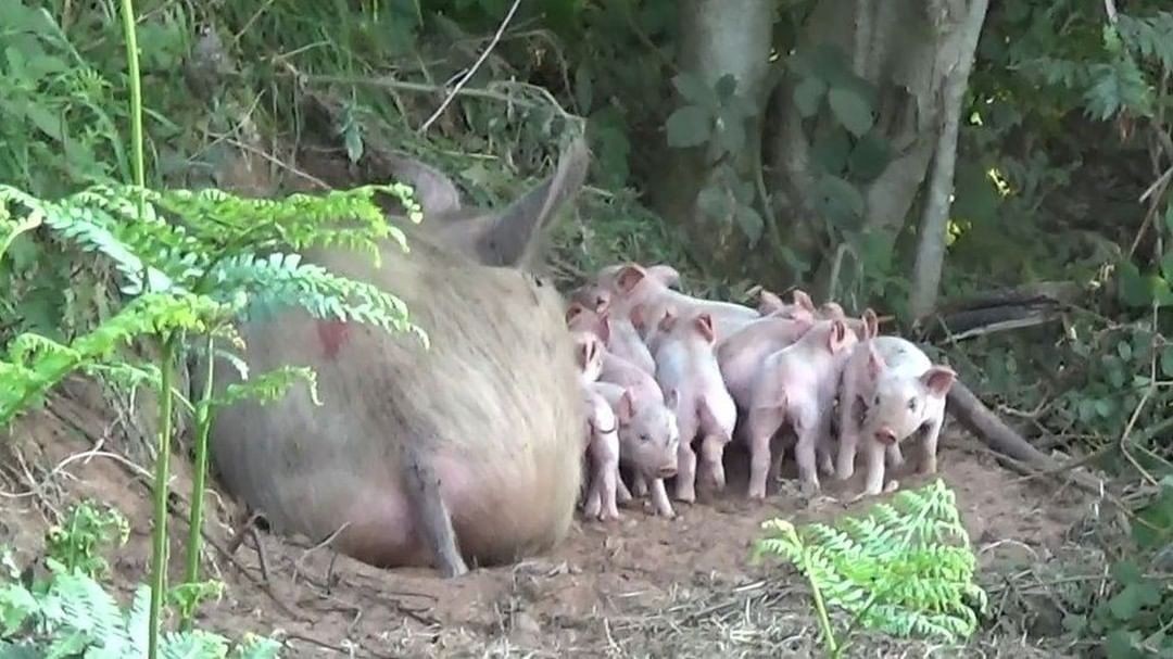 Porca foge de matadouro, dá à luz 10 filhotes e se salva do abate (Foto: Reprodução/Instagram)