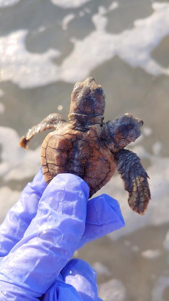 O filhote de tartaruga foi devolvido ao oceano (Foto: Divulgação)