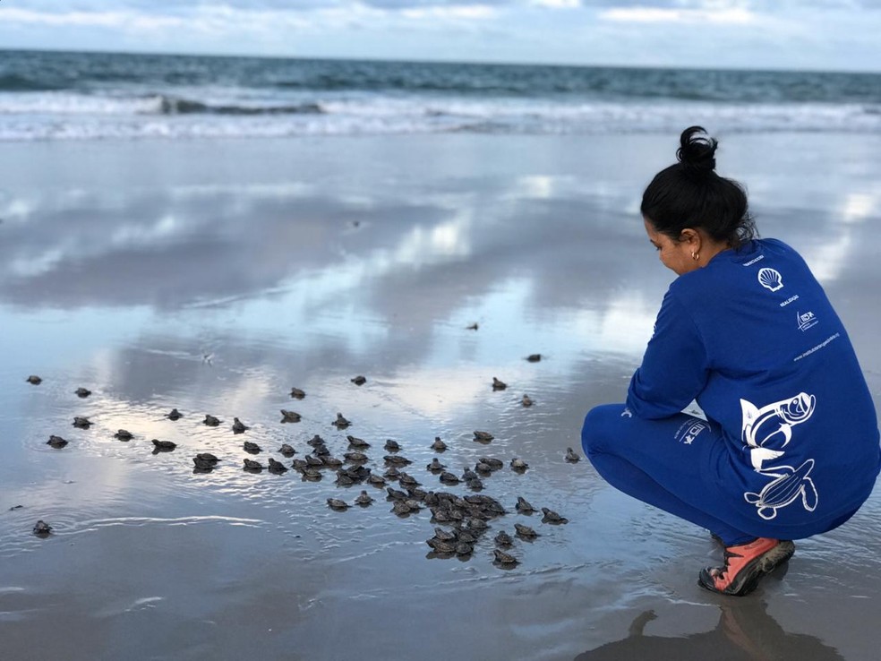 Filhotes de tartarugas são liberados ao mar — Foto: Instituto Tartarugas do Delta