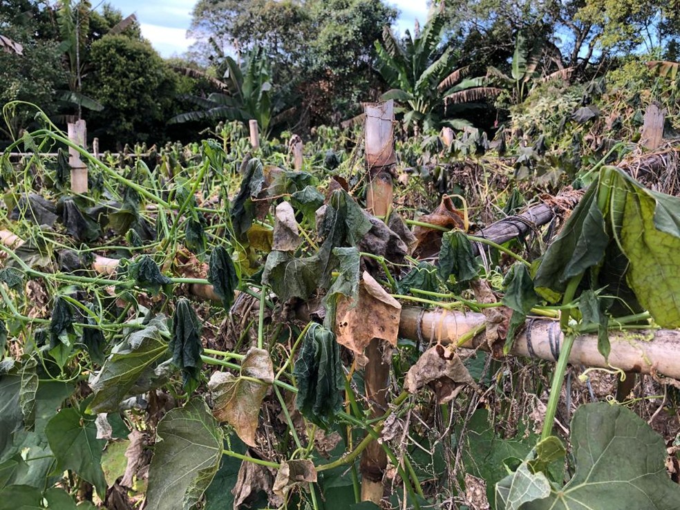PlantaÃ§Ã£o de chuchu perdida em sÃ­tio de Marsilac, na Zona Sul de SÃ£o Paulo, no inÃ­cio de julho â Foto: Paula Paiva Paulo/G1