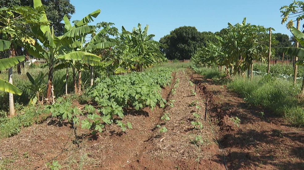 Pequenos produtores de hortalias vendem mais em meio  crise do coronavrus em Ribeiro Preto  Foto: EPTV/Reproduo