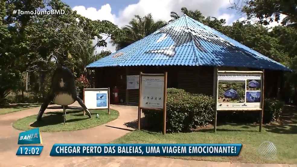Projeto Baleia Jubarte fica na Praia do Forte, região turística do município de Mata de São João, na região metropolitana de Salvador (Foto: TV Bahia)
