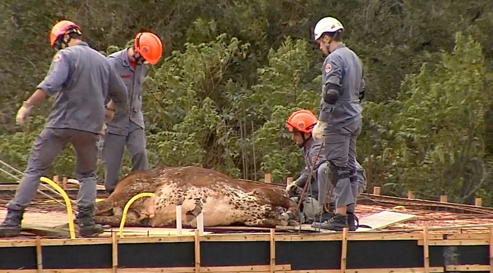 Vaca precisou ser sedada para poder ser retirada em segurança de cima da laje — Foto: TV TEM/Reprodução