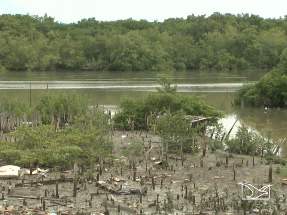 Acúmulo de lixo prejudica áreas de manguezais em São Luís — Foto: Reprodução/TV Mirante