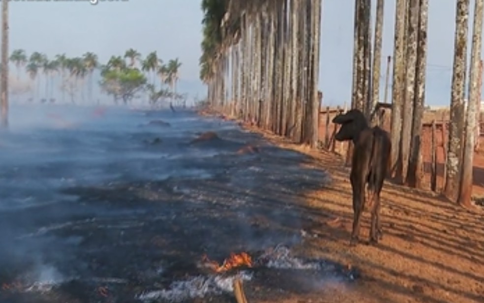Animais tentam fugir de área incendiada em Goiânia, Goiás — Foto: Reprodução/TV Anhanguera