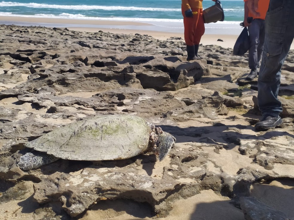Tartaruga encontra entre as manchas de óleo da Praia da Sabiaguaba  — Foto: Halisson Ferreira/SVM