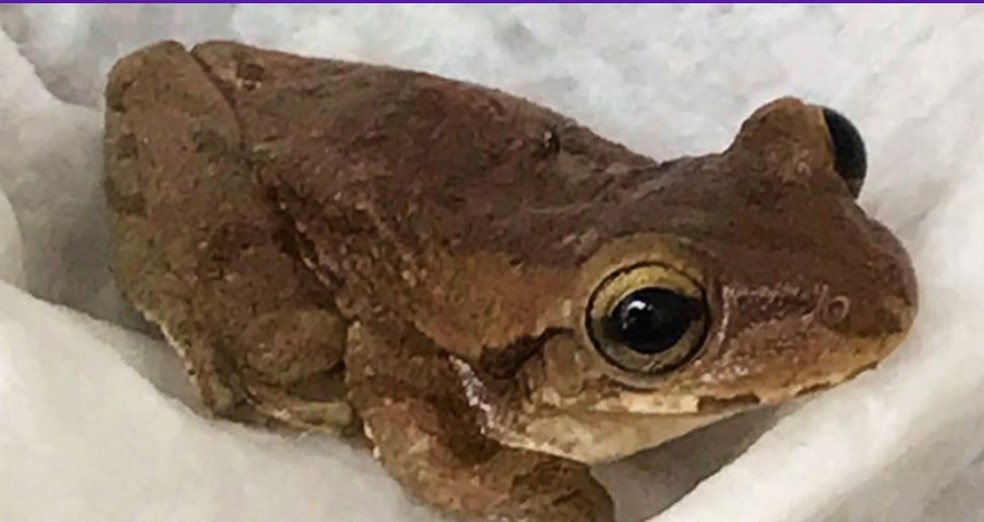 Sapo estava com a perna machucada e parecia assustado — Foto: RSPCA