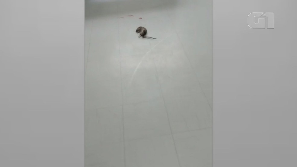 Rato foi flagrado em maternidade de Praia Grande, SP — Foto: Reprodução