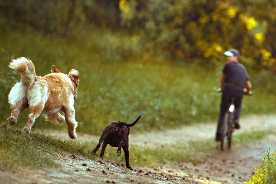 Por que cachorros correm atrás de carros, motos e bicicletas?