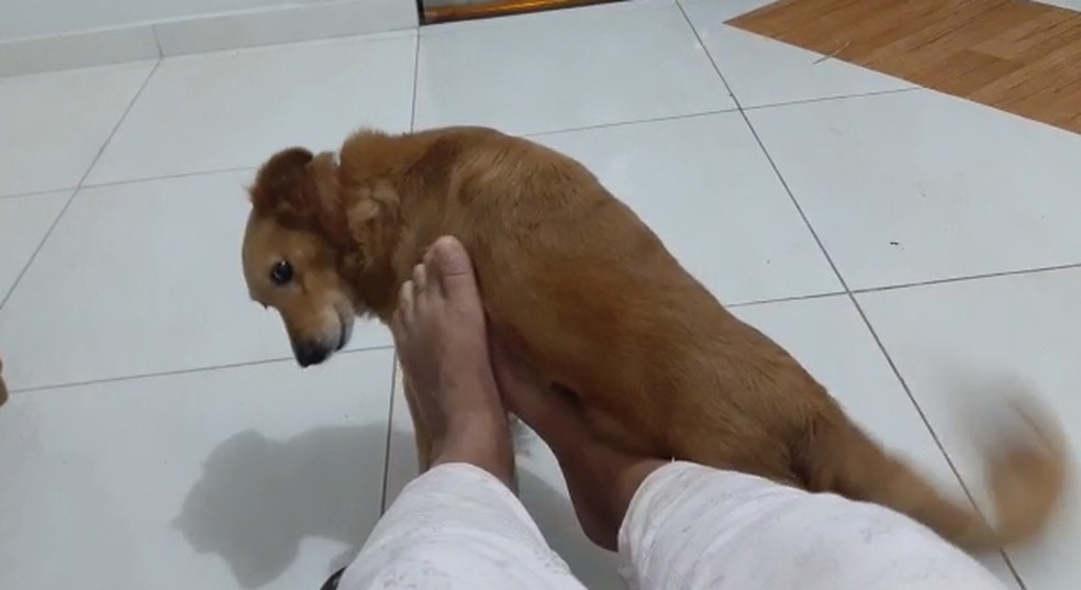 Cachorro Rick foi morto em ataque de dois pit bulls sem focinheira, no Gama (DF) — Foto: Arquivo pessoal