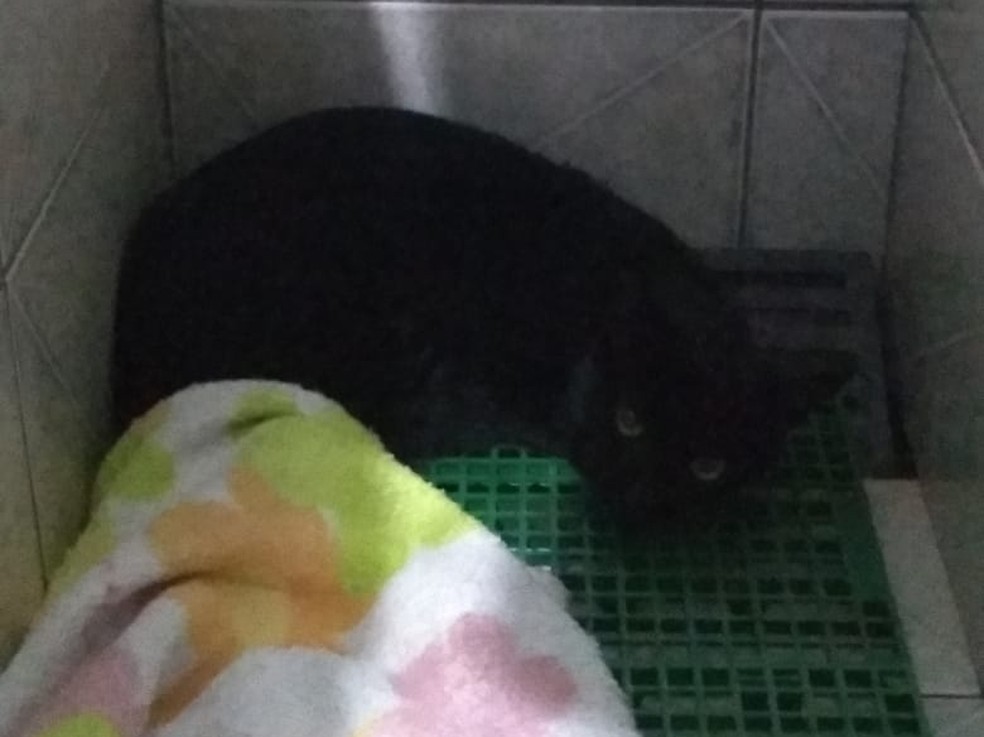 Protetora de animais que matou pit bull em Itapeva diz que agiu para defender gato — Foto: Arquivo Pessoal 