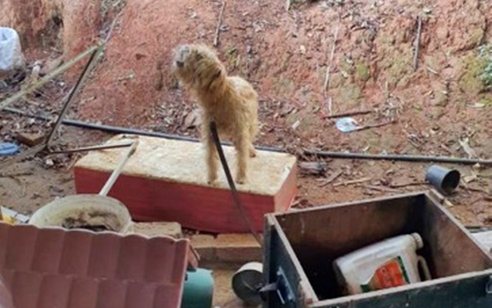 Homem é preso por maus-tratos e 13 cães são resgatados na zona rural de Itajubá — Foto: Polícia Civil