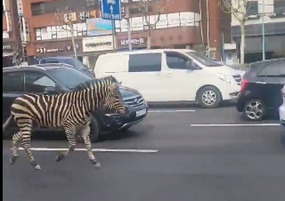 Uma zebra foi vista andando nas ruas de Seul, na Coreia do Sul, em 23 de março de 2023