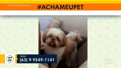 Tutores procuram por cãozinho que desapareceu na 1106 Sul