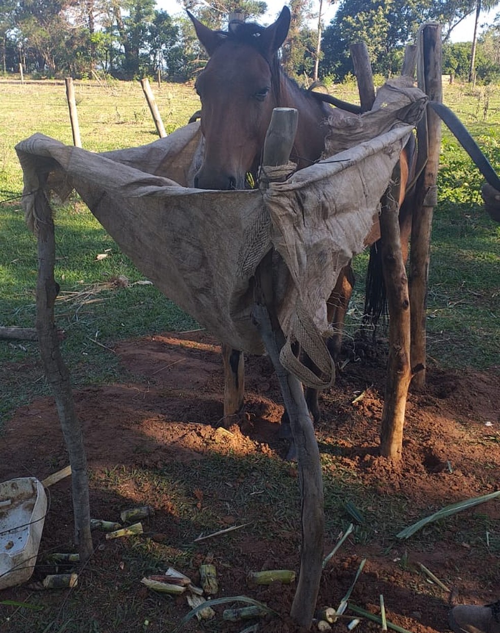 Homem é multado em R$ 6 mil por maus-tratos a um cavalo, em Rosana (SP) — Foto: Polícia Ambiental
