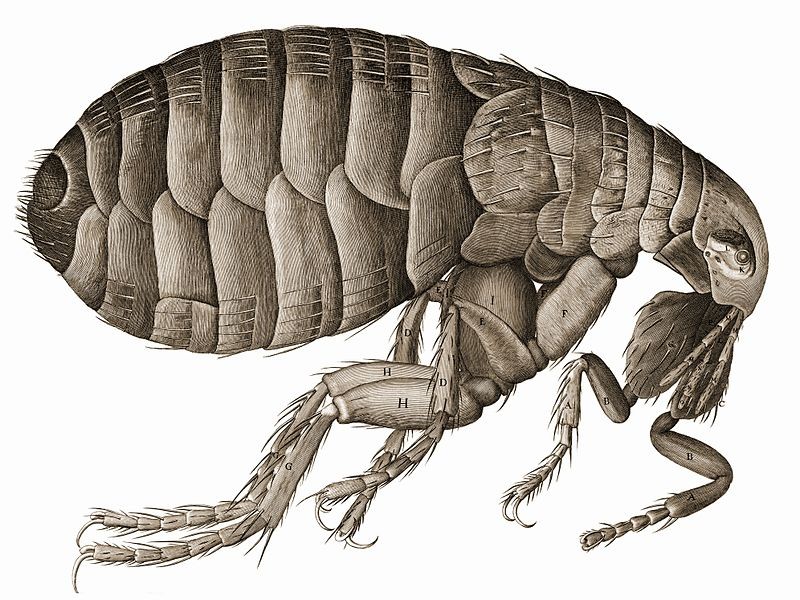 Pesquisadores definem posição de pulgas na árvore da vida (Foto: Wikimedia commons)