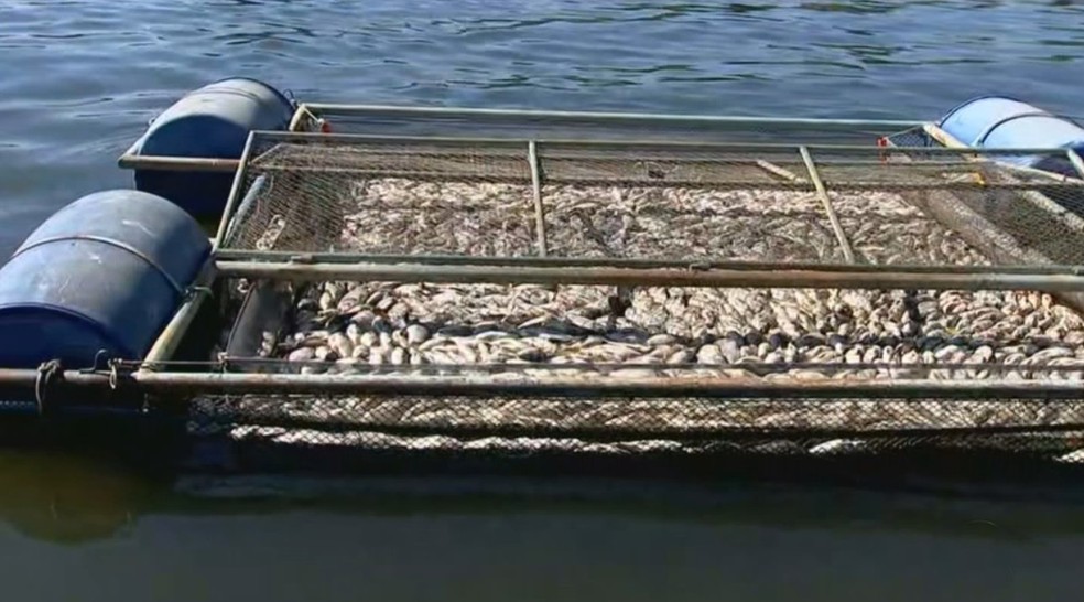 De acordo com piscicultor, 40 toneladas de peixes morreram — Foto: Reprodução/TV TEM