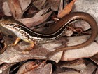Nova espécie de lagarto é descoberta por cientistas da Austrália