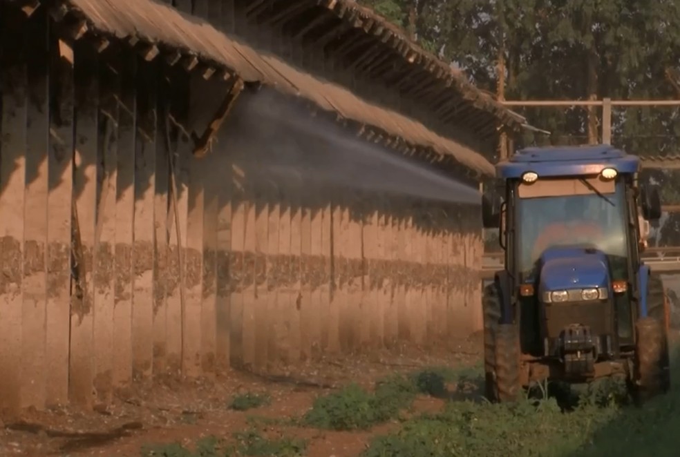 Produtores de ovos de Bastos jogam água e produto à base de eucalipto nas galinhas para amenizar calor — Foto: TV TEM/Reprodução