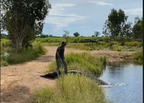 O influencer australiano Matt Wright espantando um crocodilo de uma estrada (Foto: TikTok)
