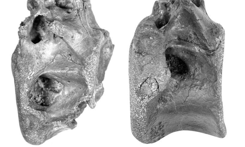 Cientistas descobrem dinossauro gigante com cauda de coração - Revista  Galileu