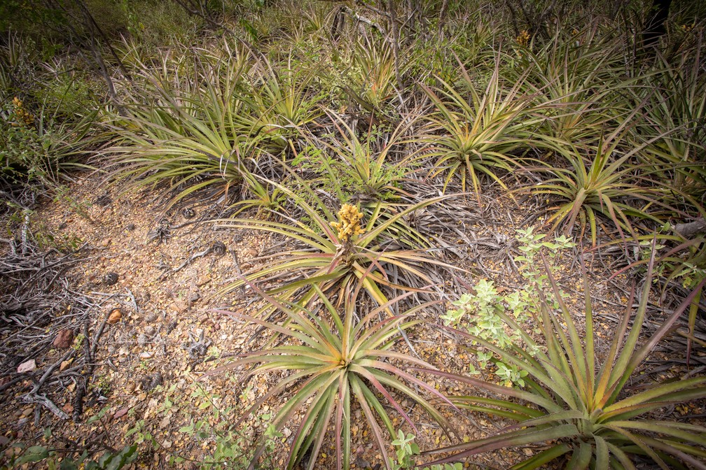 A macambira é uma das plantas usadas pelos produtores da caatinga para proteger outras mais vulneráveis. — Foto: Celso Tavares/G1