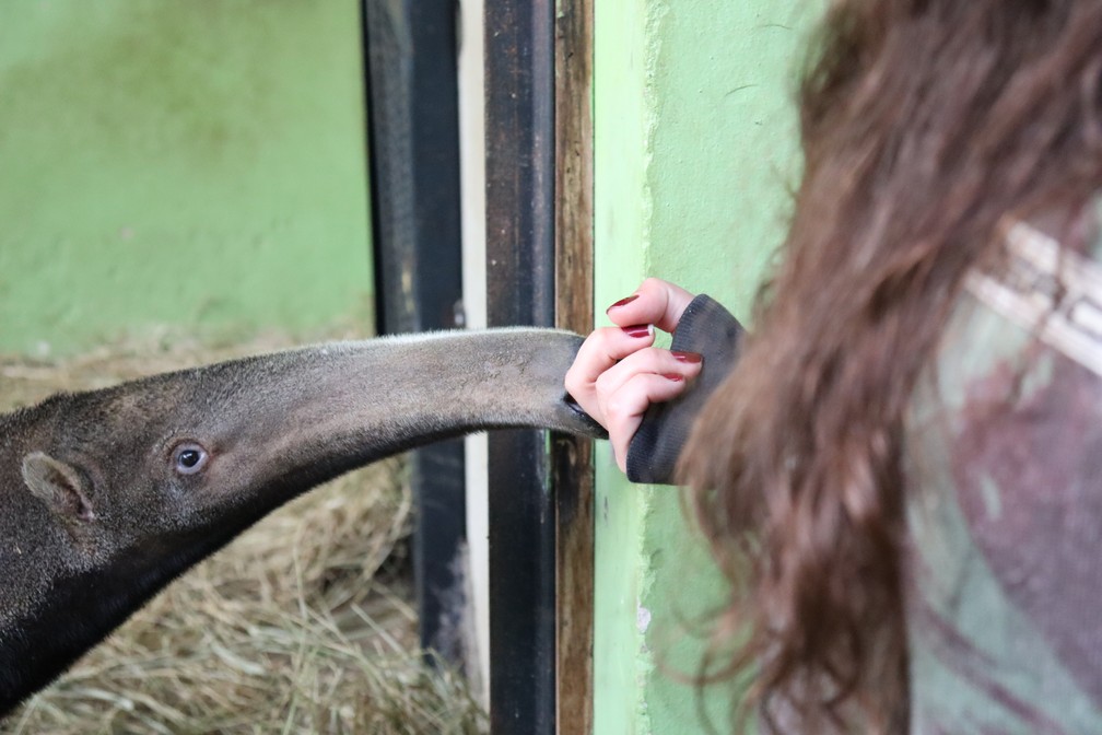 Érica Silva Pellosi atende animais resgatados que são encaminhados à Cidade da Criança — Foto: Stephanie Fonseca/g1
