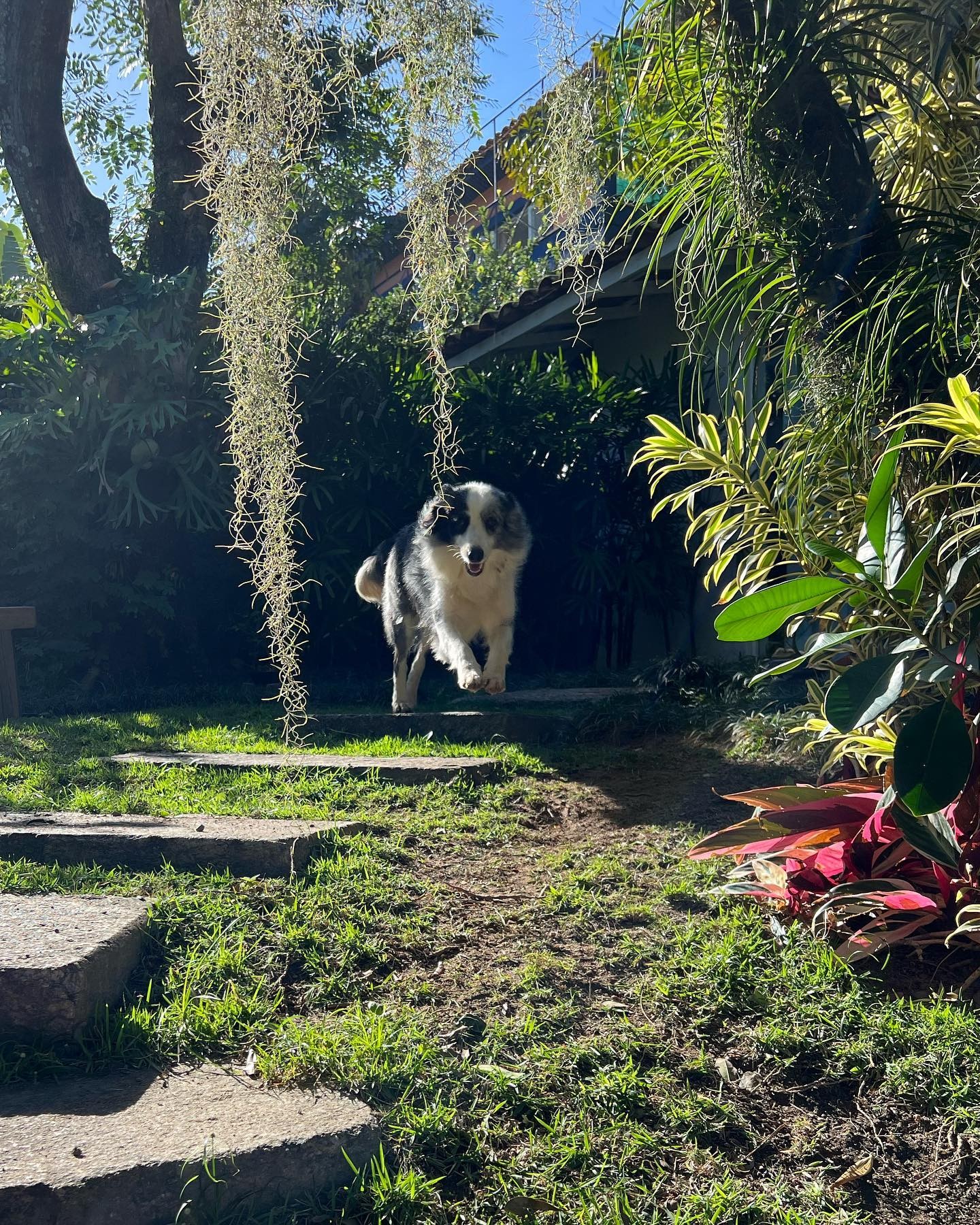Mari Goldfarb posta álbum fofo com cachorros de estimação (Foto: Reprodução / Instagram)