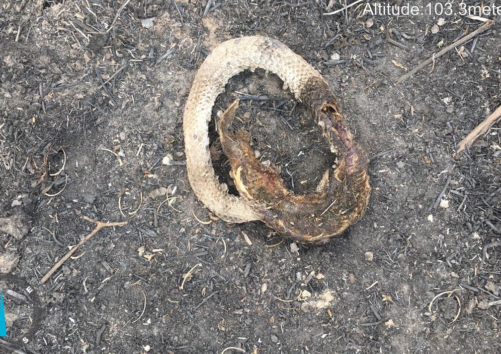 Cobra morreu queimada no Pantanal mato-grossense — Foto: Thiago Semedo/Arquivo pessoal