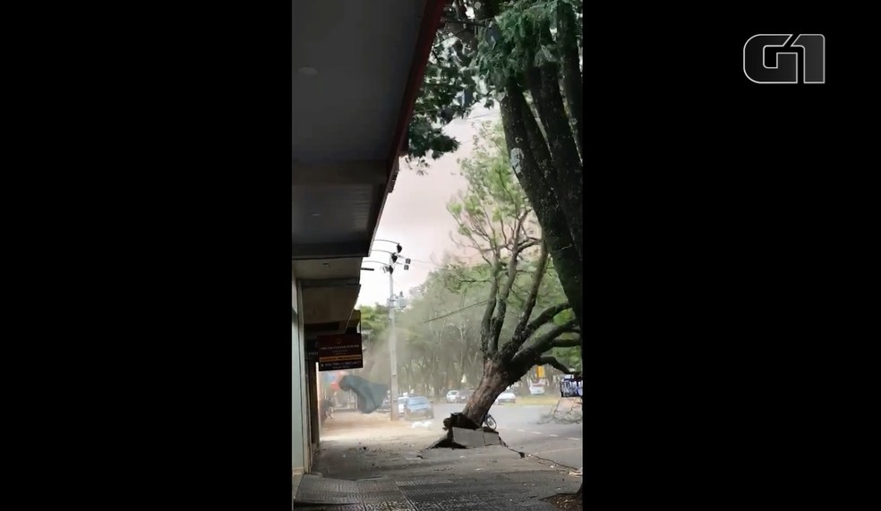 Moradora filma Ã¡rvore caindo durante temporal em MaringÃ¡, nesta quarta-feira (14) â€” Foto: Leticia Chagas Vargas/Arquivo pessoal