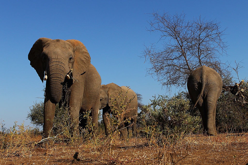 Botsuana: centenas de elefantes são encontrados mortos por causa desconhecida (Foto: Getty Images)
