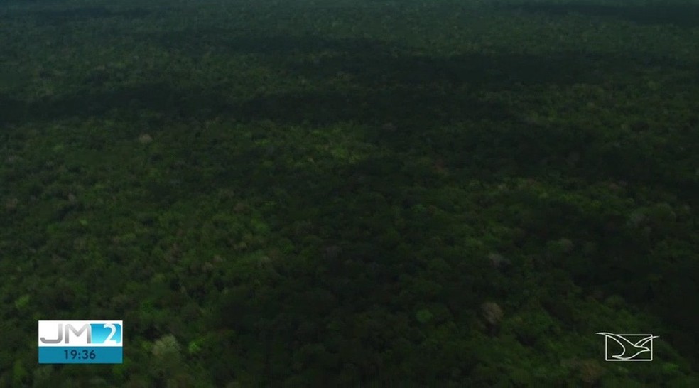Terra Indígena Arariboia possui uma área de 413 mil hectares da floresta amazônica no Maranhão — Foto: Reprodução/TV Mirante