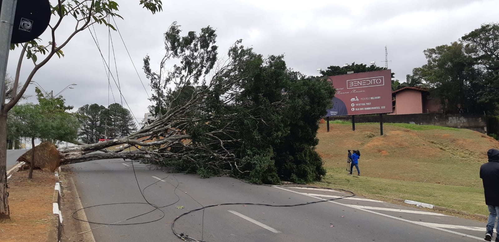 Vento derruba árvore de grande porte e interdita via que liga distrito de Sousas ao Centro de Campinas